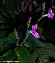 Hypoestes