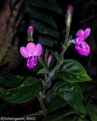 Hypoestes
