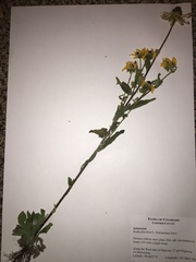 Rudbeckia hirta pulcherrima