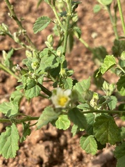 Sida alba