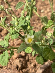 Sida alba