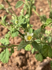 Sida alba