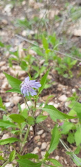 Knautia integrifolia