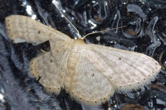 Scopula nesciaria