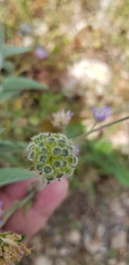 Knautia integrifolia