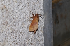 Dendrolimus okinawanus