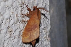 Dendrolimus okinawanus