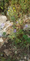 Knautia integrifolia