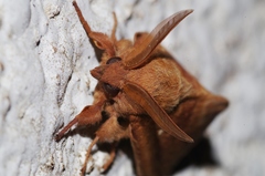 Dendrolimus okinawanus