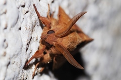 Dendrolimus okinawanus