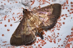 Cnaphalocrocis stereogona