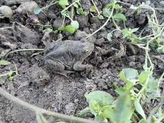 Pelobates vespertinus