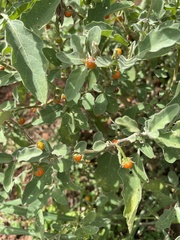 Solanum catombelense