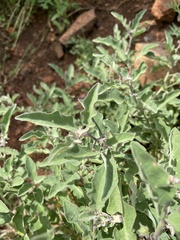 Solanum catombelense