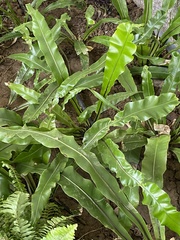 Asplenium antiquum
