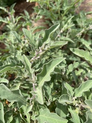 Solanum catombelense