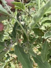 Solanum catombelense