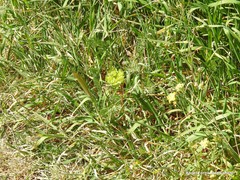 Euphorbia helioscopia
