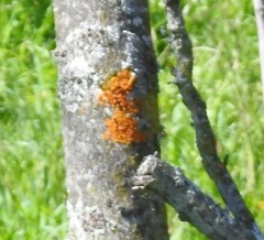 Xanthoria parietina