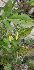 Vicia hybrida