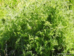Vicia villosa