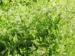 Vicia villosa