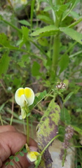 Vicia hybrida