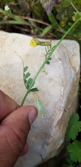 Vicia hybrida