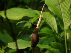 Amorphophallus commutatus