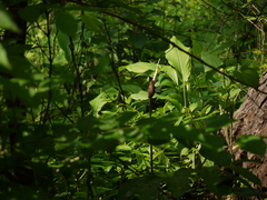 Amorphophallus commutatus