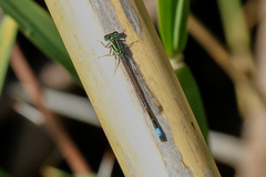 Ischnura saharensis