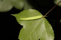 Cypoides chinensis