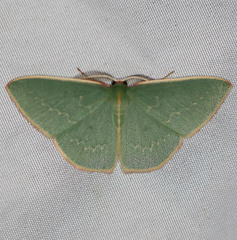 Chlorocoma melocrossa