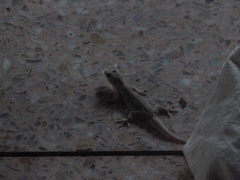 Hemidactylus platyurus