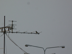 Psilopogon haemacephalus