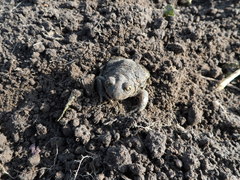 Pelobates vespertinus