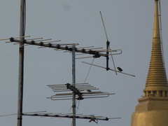 Psilopogon haemacephalus