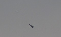 Mycteria leucocephala