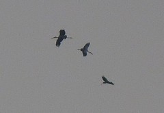 Mycteria leucocephala