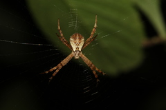 Argiope perforata