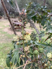 Ricinus communis