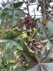 Ricinus communis