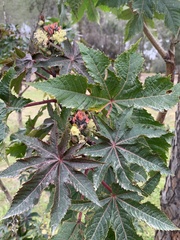 Ricinus communis