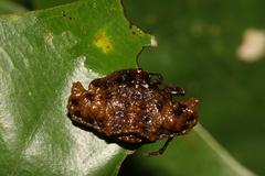 Pasilobus bufoninus