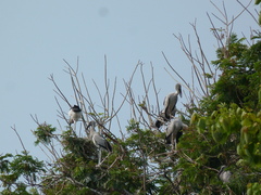 Mycteria leucocephala