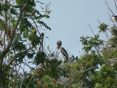 Mycteria leucocephala