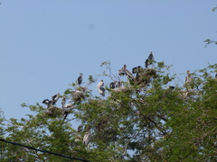 Mycteria leucocephala