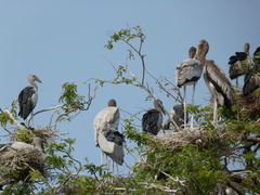 Mycteria leucocephala