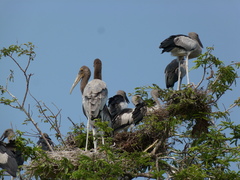 Mycteria leucocephala