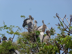 Mycteria leucocephala